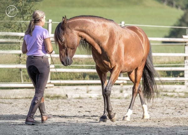Miriam Sherman - Coach Pferd und Reiter - Straightness Training Instructor by Marijke de Jong - Die 5 Elemente - Liberty / Horsemanship -02
