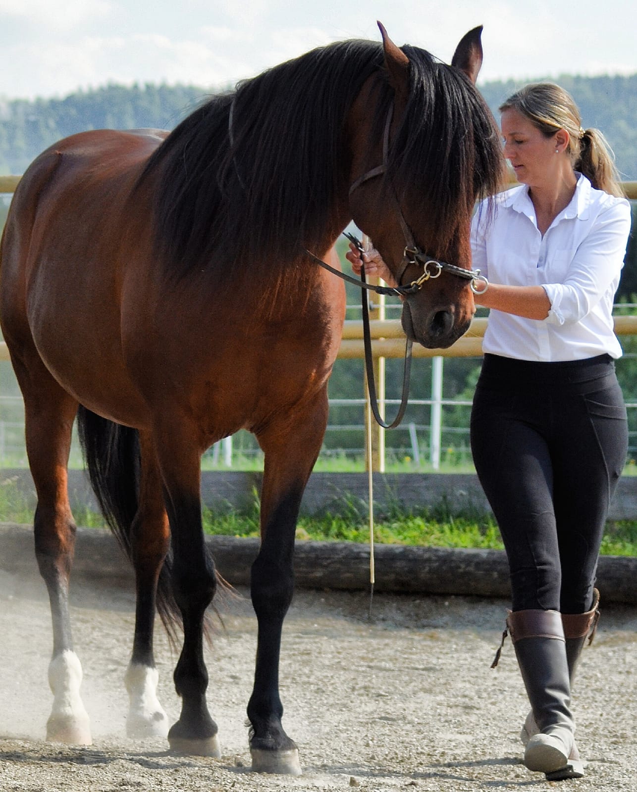 Miriam Sherman - Coach Reiter und Pferd - Straightness Training Instructor by Marijke de Jong und Sitzschulung by Hanna Engström - News - 01 2022