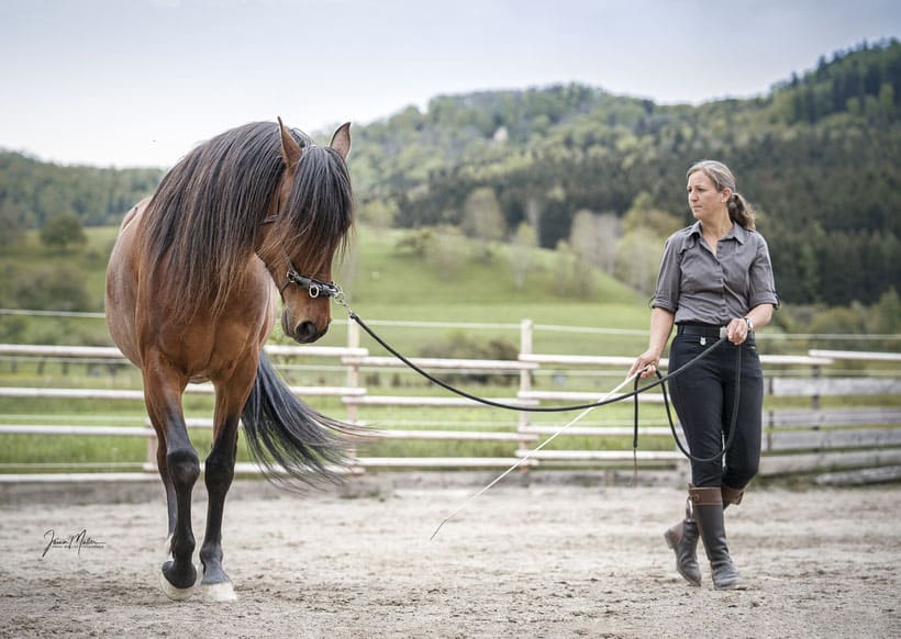 Miriam Sherman - Coach for horse and rider - Straightness Training Instructor by Marijke de Jong - Horses - Lucano 07/21