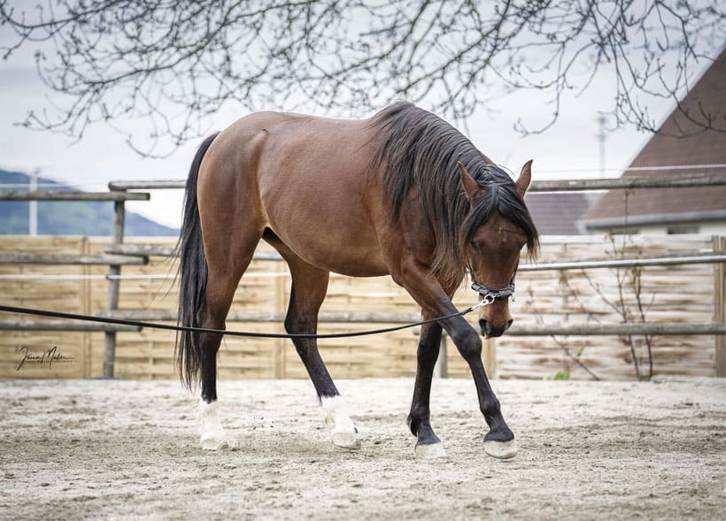 Miriam Sherman - Coach for horse and rider - Straightness Training Instructor by Marijke de Jong - Horses - Lucano 08/21
