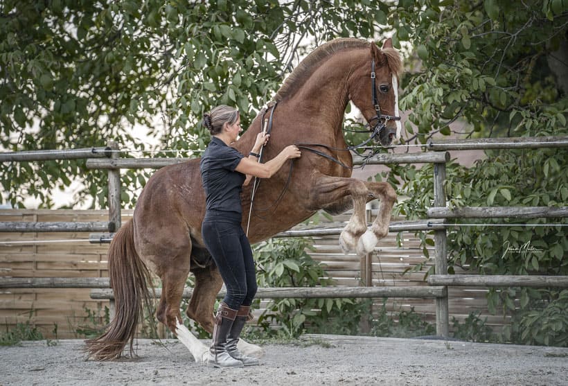 Miriam Sherman - Coach for horse and rider - Straightness Training Instructor by Marijke de Jong - Horses - Misfit 07/21