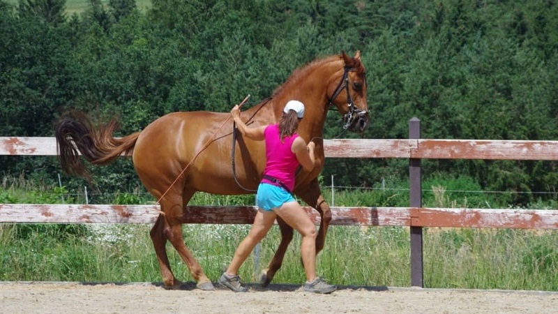 Miriam Sherman - Straightness Training Instructor by Marijke de Jong & Seat Instructor by Hanna Engström - Classes - Gallery 04