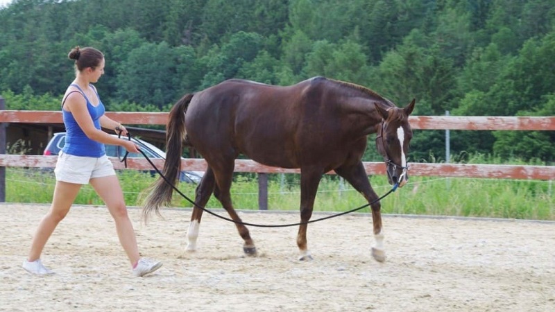 Miriam Sherman - Straightness Training Instructor by Marijke de Jong & Seat Instructor by Hanna Engström - Classes - Gallery 07