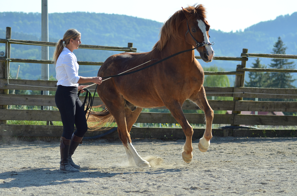 Miriam Sherman - Coach Reiter und Pferd - Straightness Training Instructor by Marijke de Jong und Sitzschulung by Hanna Engström - News - 04 2022