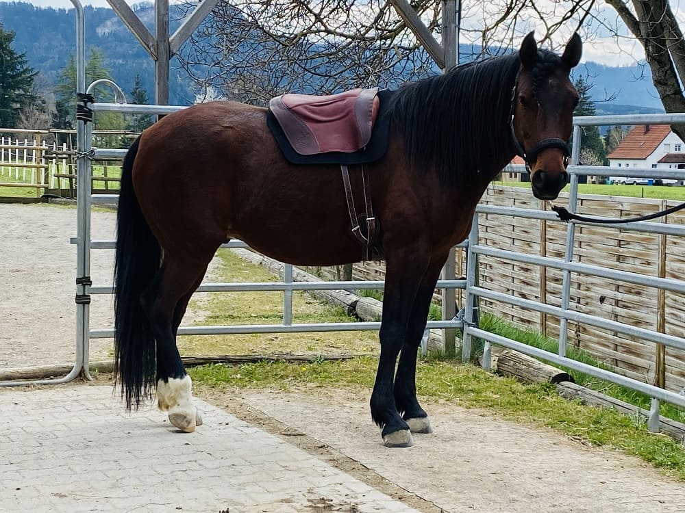 Miriam Sherman - Coach Reiter und Pferd - Straightness Training Instructor by Marijke de Jong und Sitzschulung by Hanna Engström - News - 05 2022