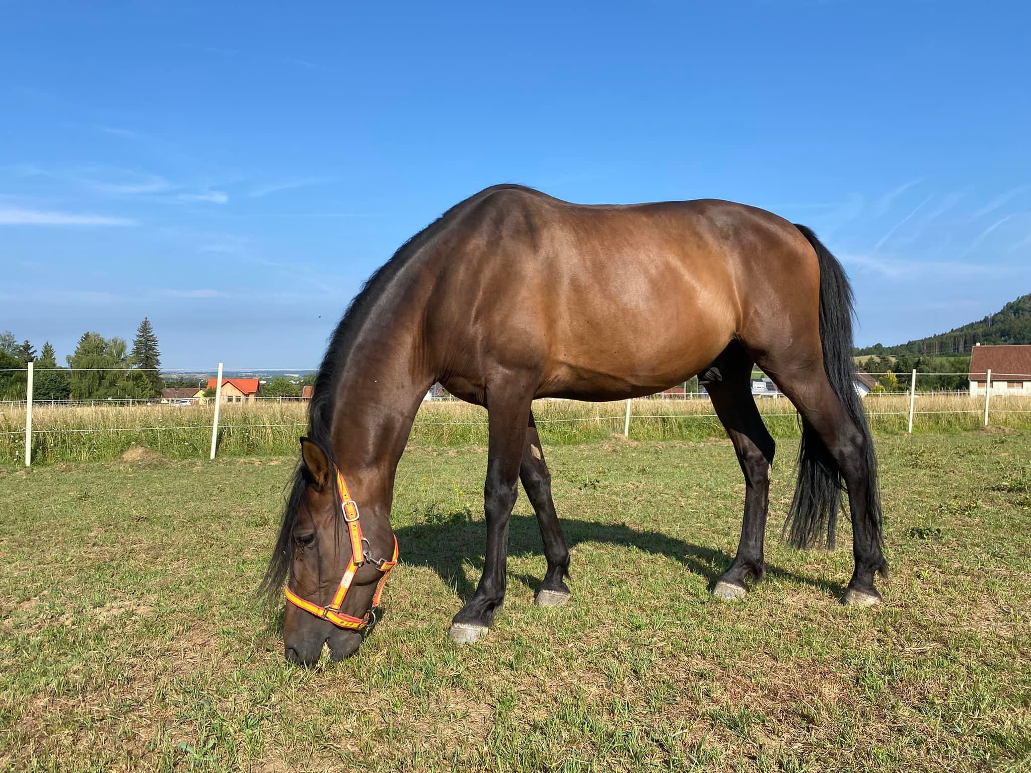 Miriam Sherman - Coach Reiter und Pferd - Straightness Training Instructor by Marijke de Jong und Sitzschulung by Hanna Engström - News - Welcome Chocolate