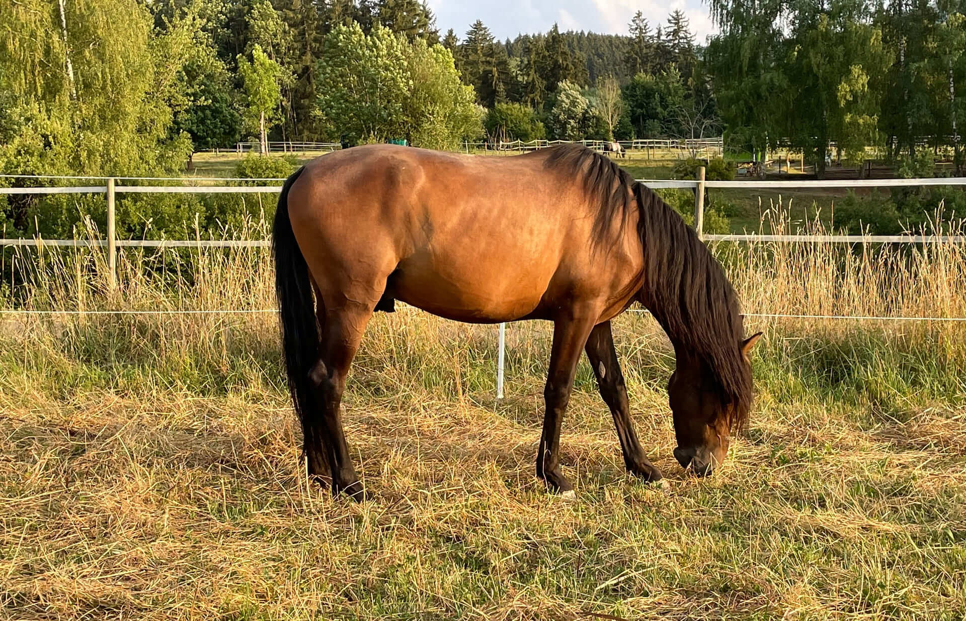 Miriam Sherman - Coach Reiter und Pferd - Straightness Training Instructor by Marijke de Jong und Sitzschulung by Hanna Engström - News - Welcome Chocolate