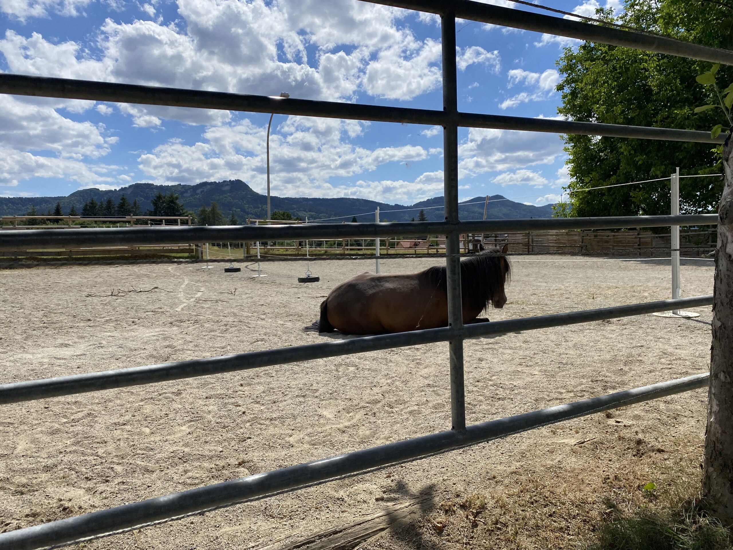 Miriam Sherman - Straightness Training Instructor by Marijke de Jong and Seat lessons by Hanna Engström - Horses - Hero – Chocolate